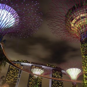 supertree-1158602_1280